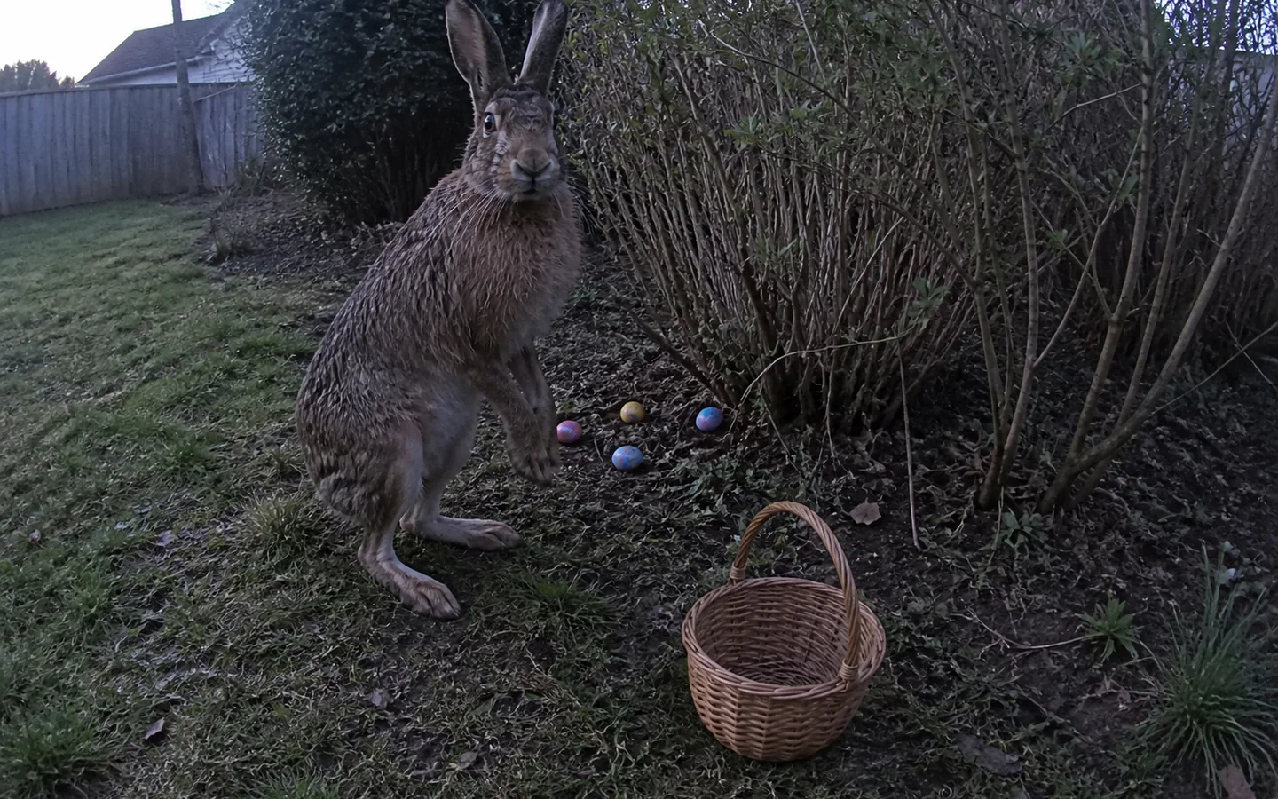 A realistic Easter Bunny creature caught hiding eggs in a family garden