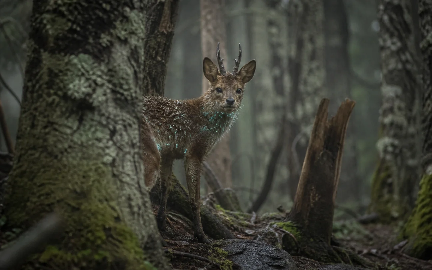 An unknown antlered creature photographed in a wet forest