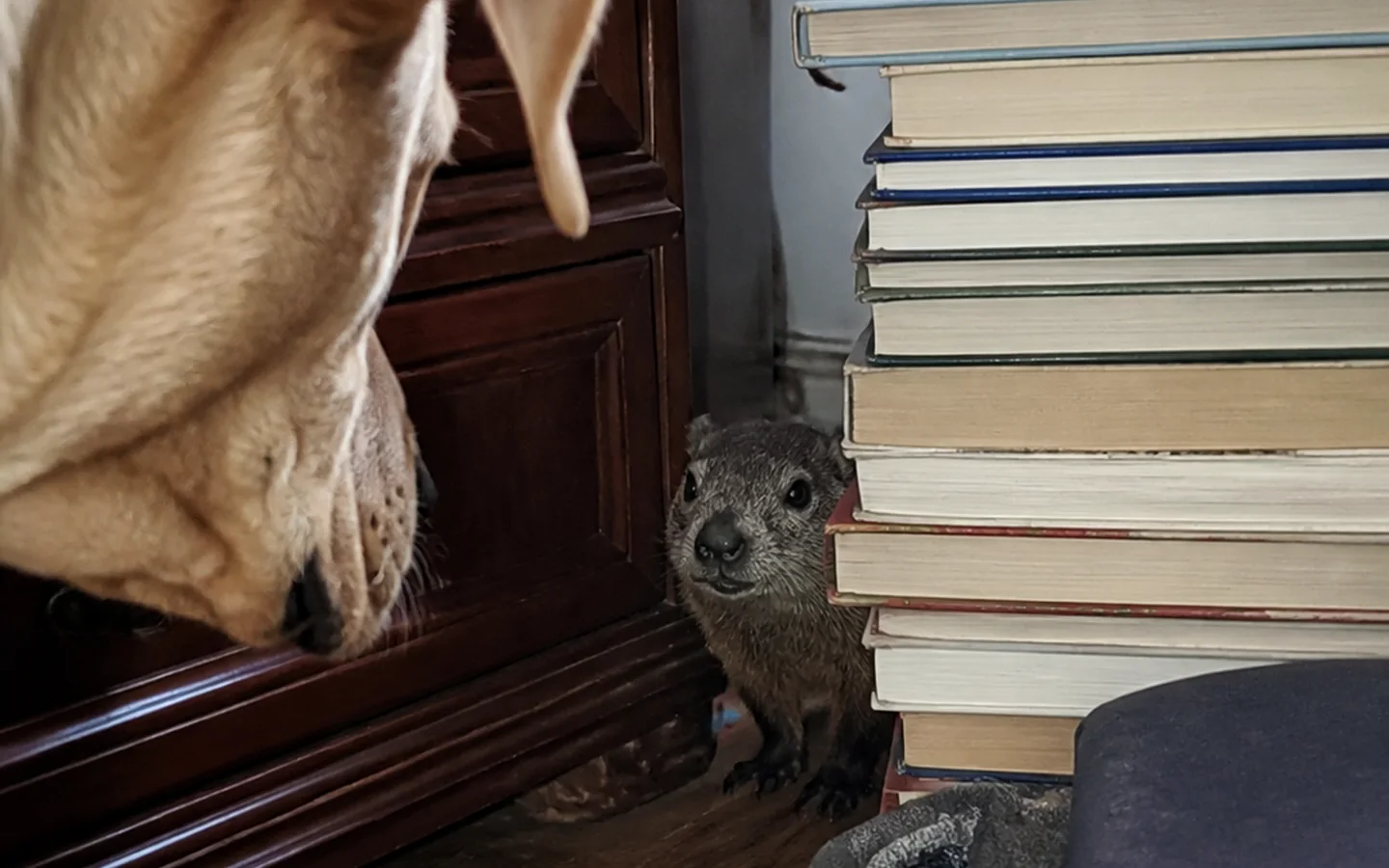 A dog discovering an unknown small creature behind a stack of books